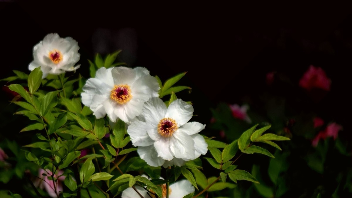 儿童活动中心的牡丹