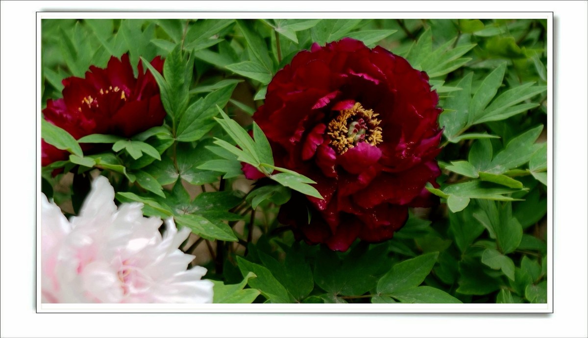 儿童活动中心的牡丹