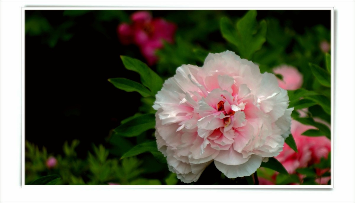 儿童活动中心的牡丹