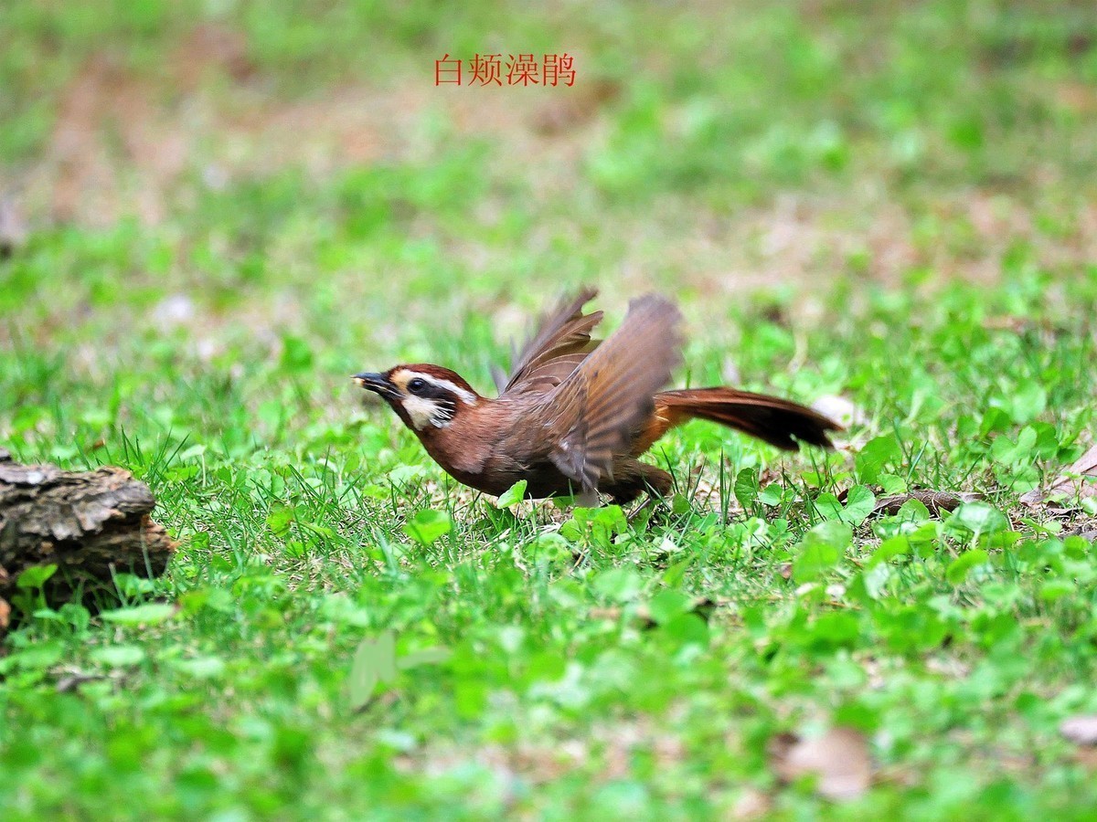 儿童公园的小鸟     请观看红嘴蓝鹊吃小鸟的腿  大吃小   自然规律
