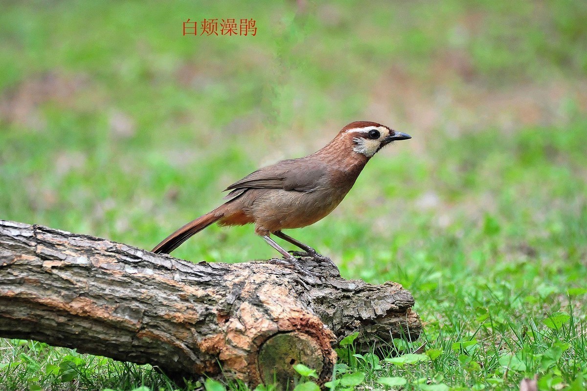 儿童公园的小鸟     请观看红嘴蓝鹊吃小鸟的腿  大吃小   自然规律