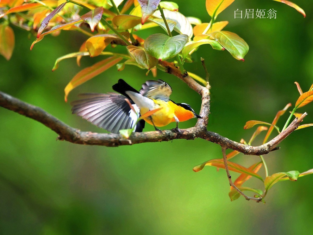 儿童公园的小鸟     请观看红嘴蓝鹊吃小鸟的腿  大吃小   自然规律