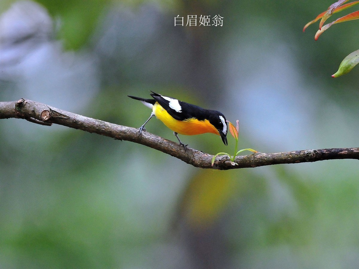 儿童公园的小鸟     请观看红嘴蓝鹊吃小鸟的腿  大吃小   自然规律