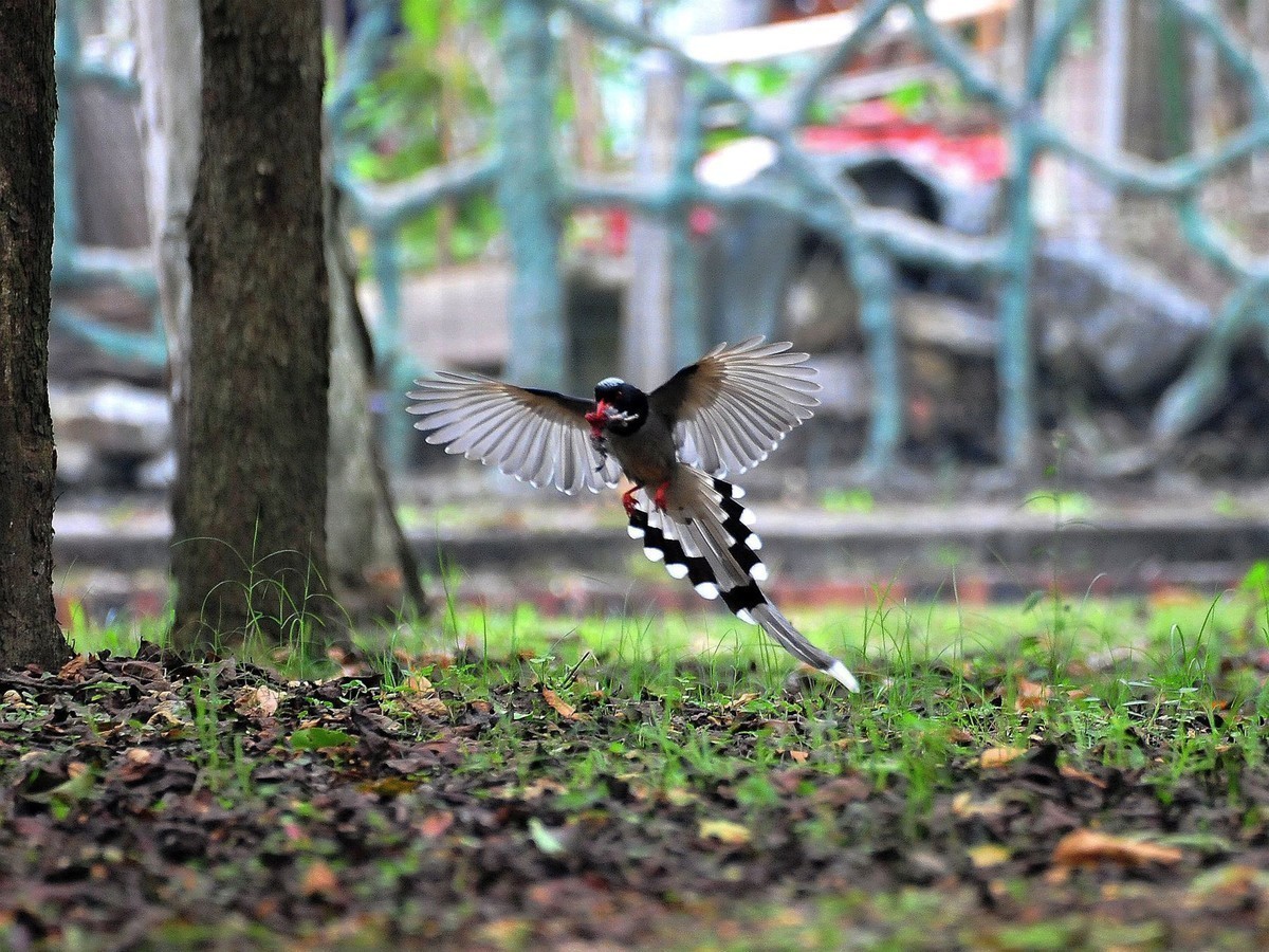 儿童公园的小鸟     请观看红嘴蓝鹊吃小鸟的腿  大吃小   自然规律