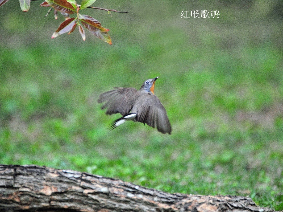 儿童公园的小鸟     请观看红嘴蓝鹊吃小鸟的腿  大吃小   自然规律