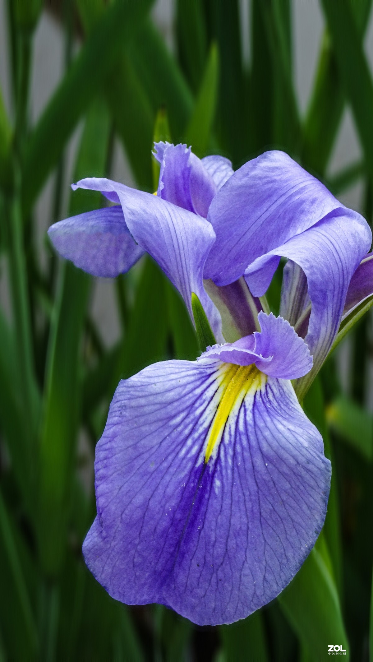 蓝色妖姬鸢尾花