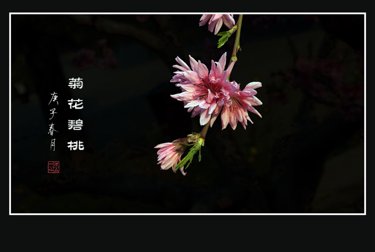 树上的菊花-菊花碧桃