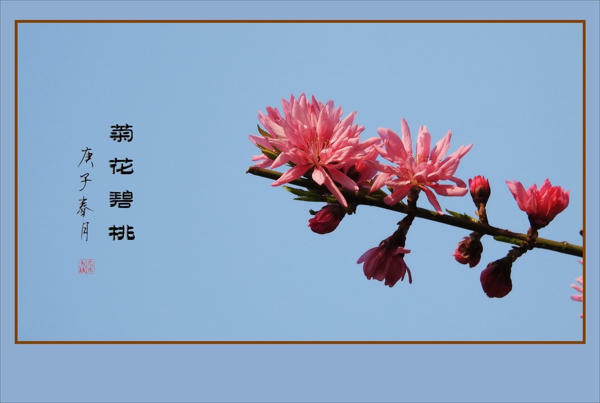 树上的菊花-菊花碧桃