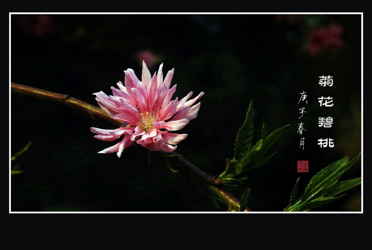 树上的菊花-菊花碧桃