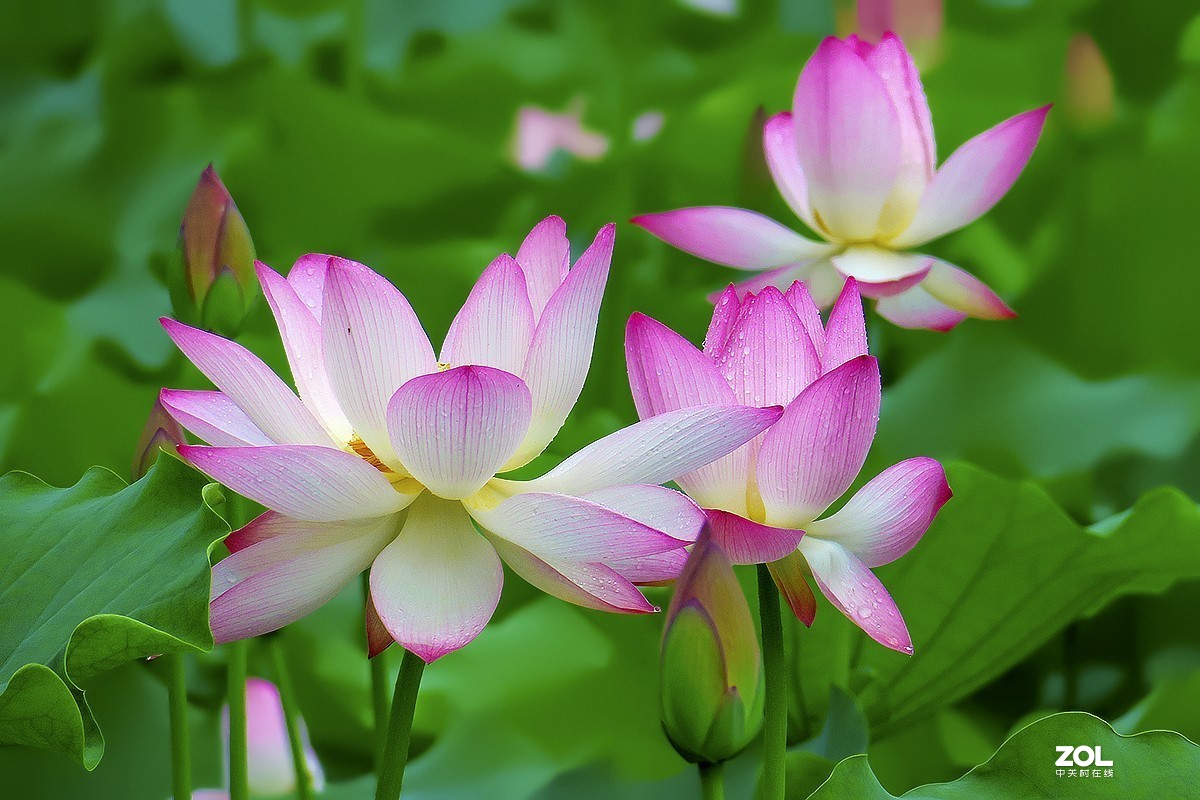 2019年花卉【56】---亚艺公园的荷花
