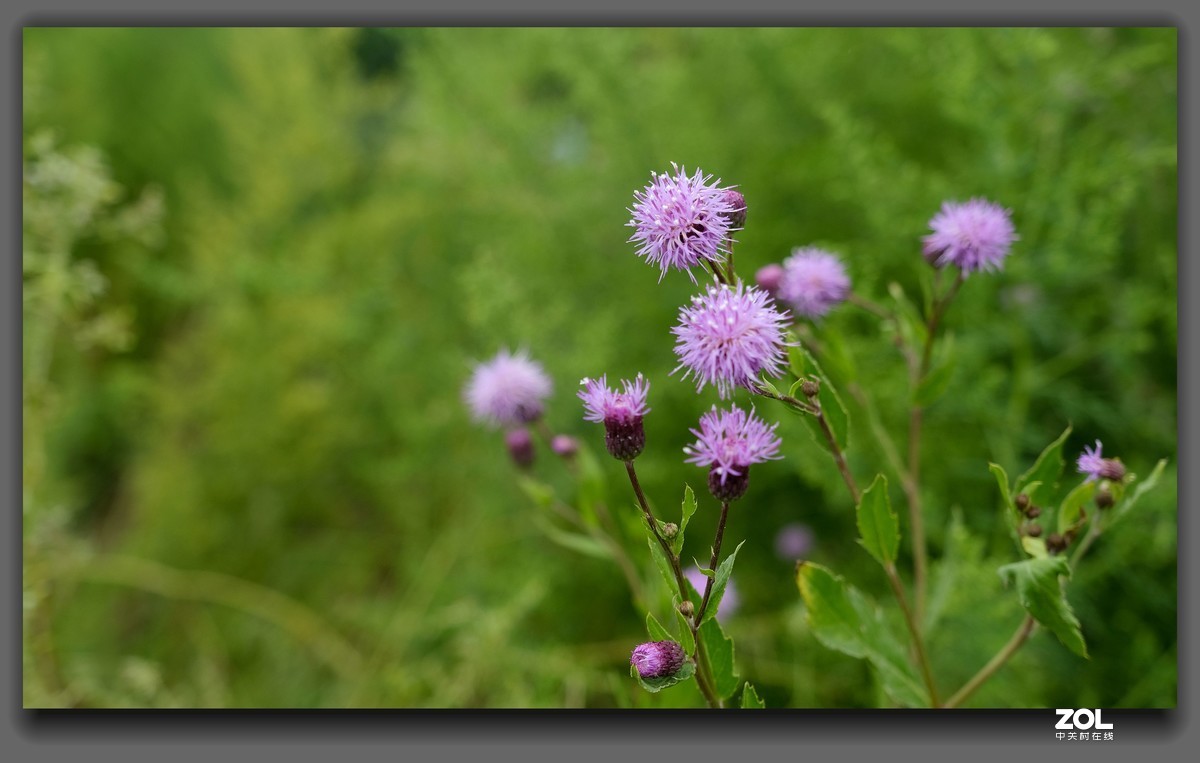细雨【山萝卜花】