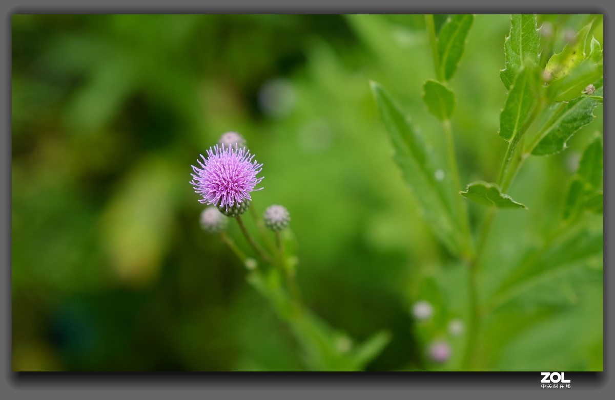 细雨【山萝卜花】