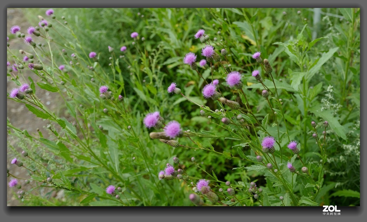 细雨【山萝卜花】