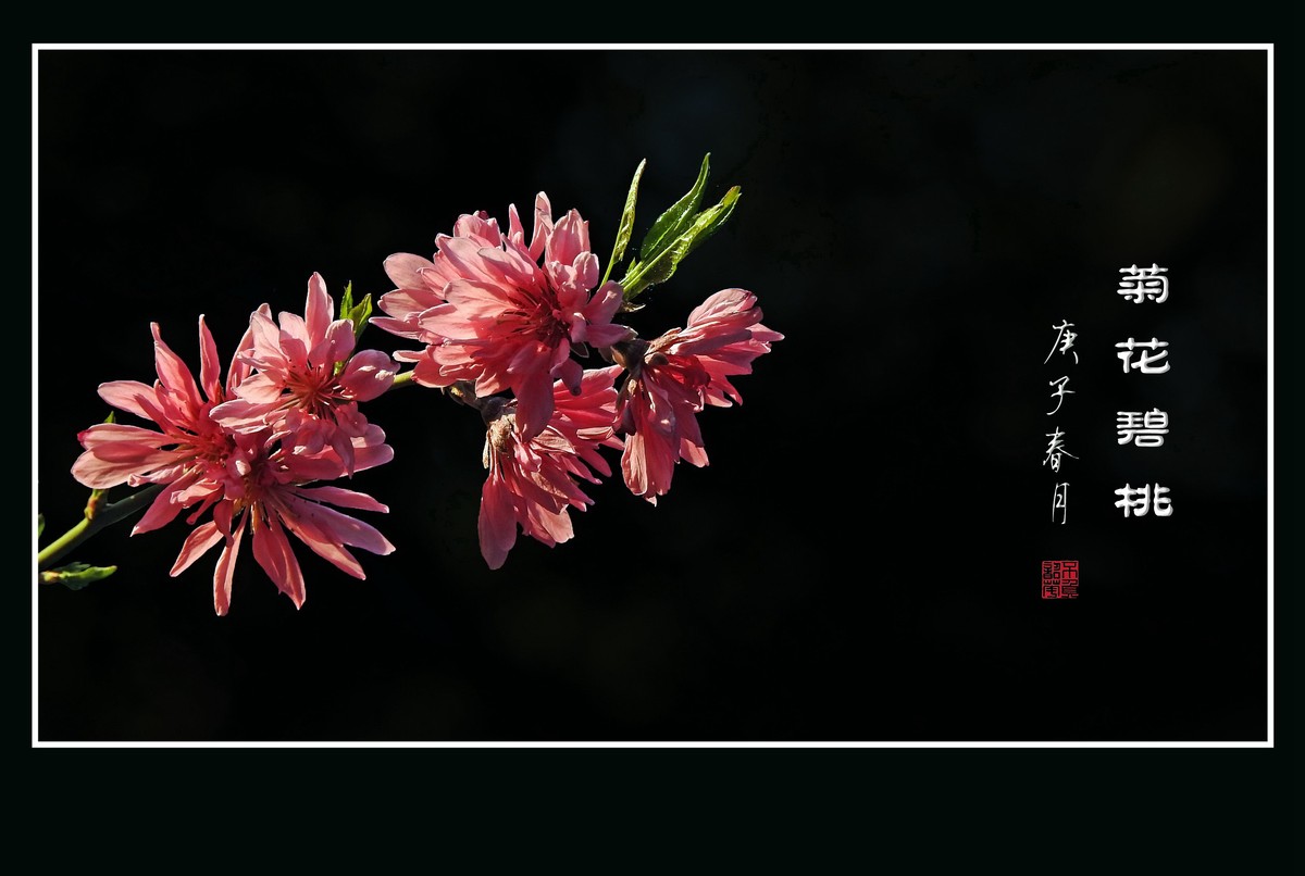 树上的菊花-菊花碧桃