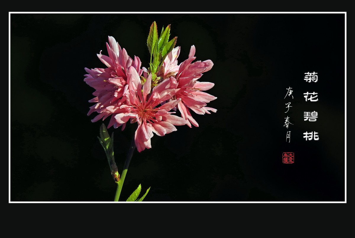 树上的菊花-菊花碧桃