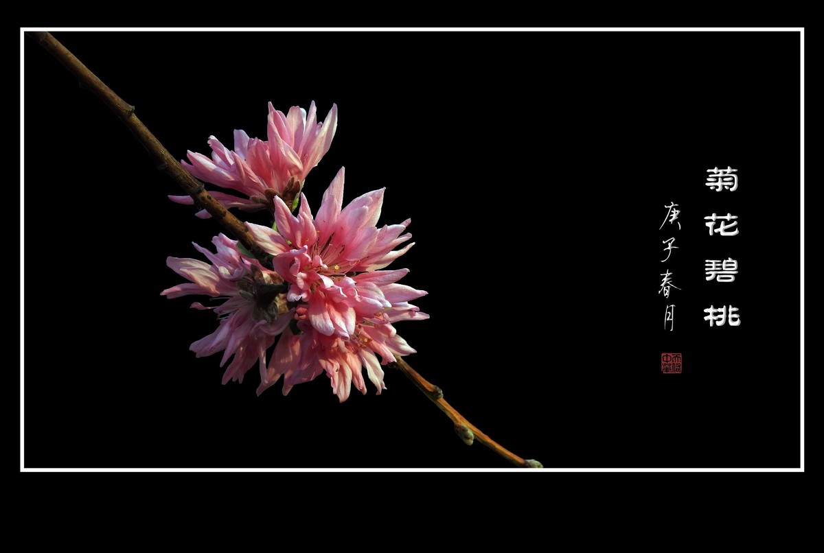 树上的菊花-菊花碧桃