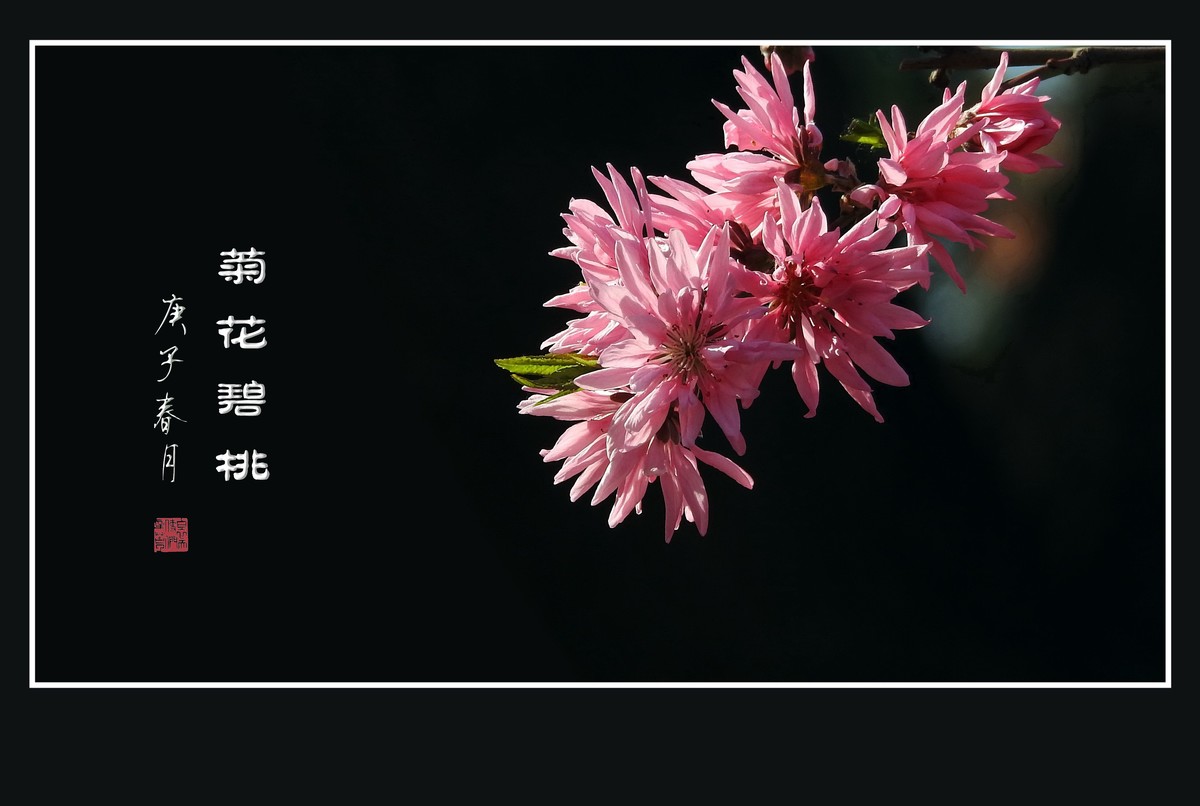 树上的菊花-菊花碧桃
