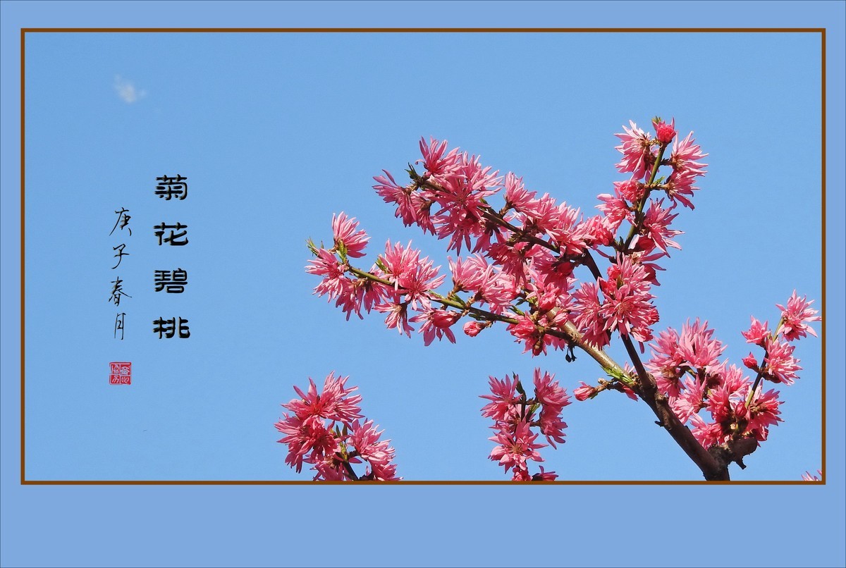 树上的菊花-菊花碧桃