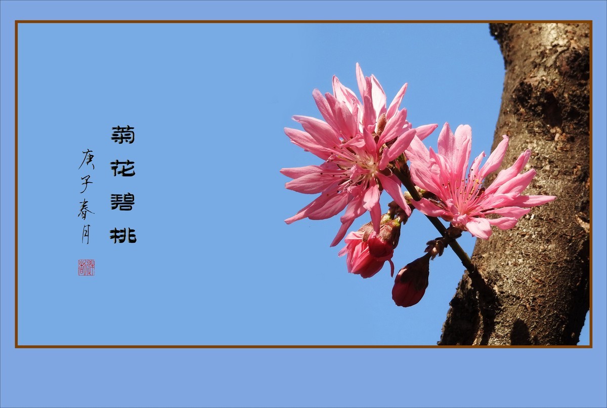 树上的菊花-菊花碧桃