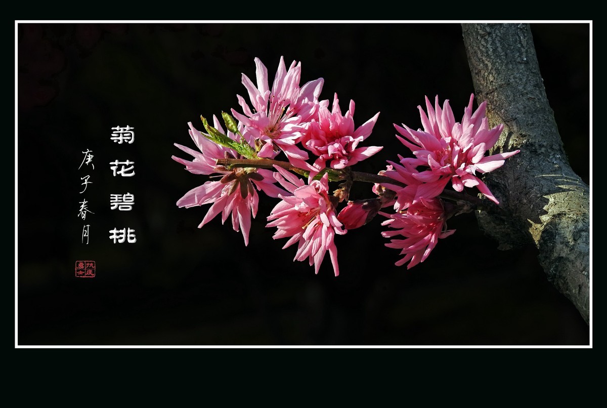 树上的菊花-菊花碧桃