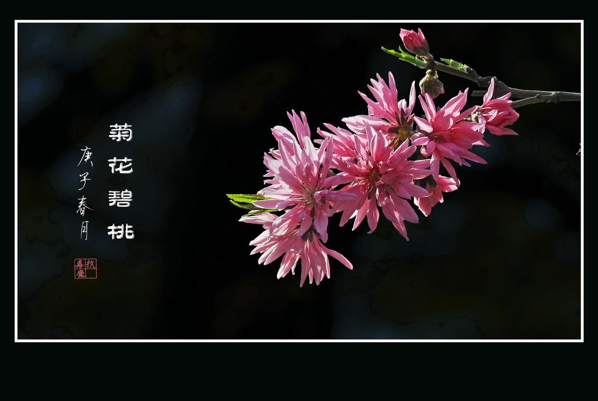 树上的菊花-菊花碧桃