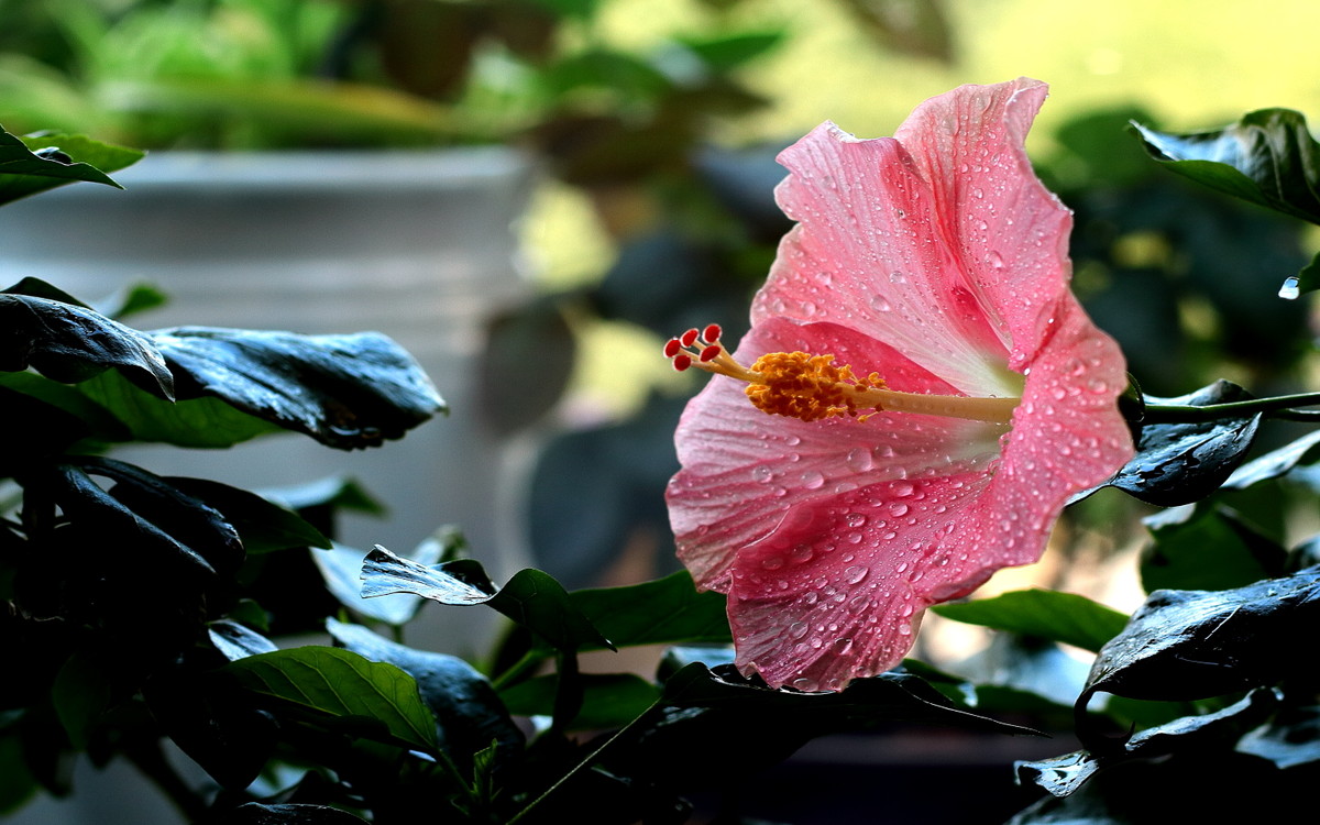 四头花一朵