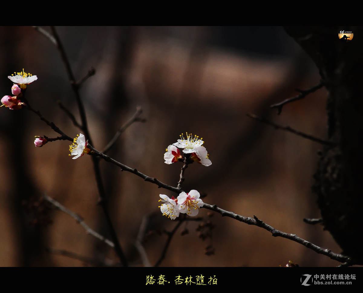 踏春.杏林随拍
