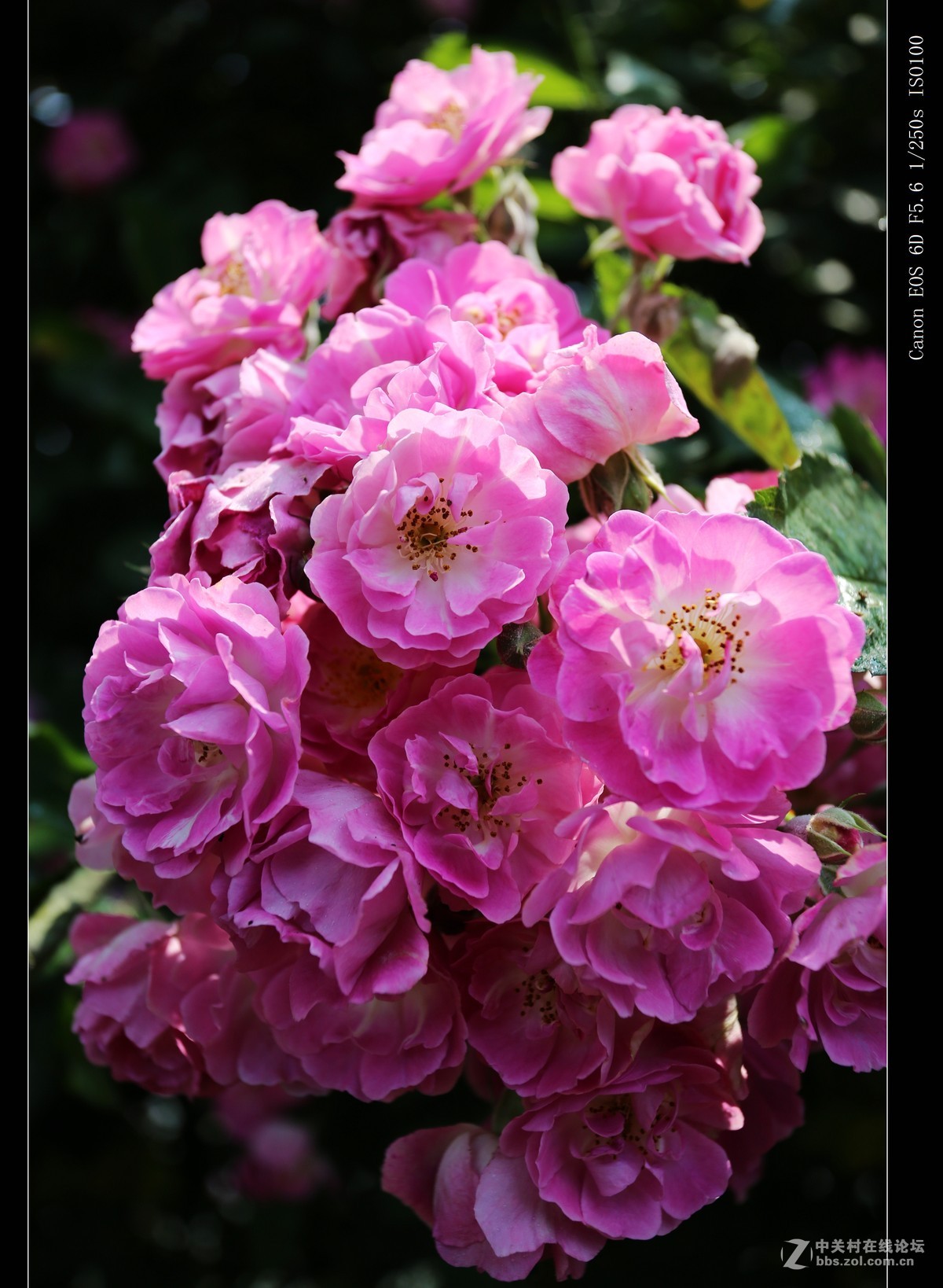 好美好美的红蔷薇