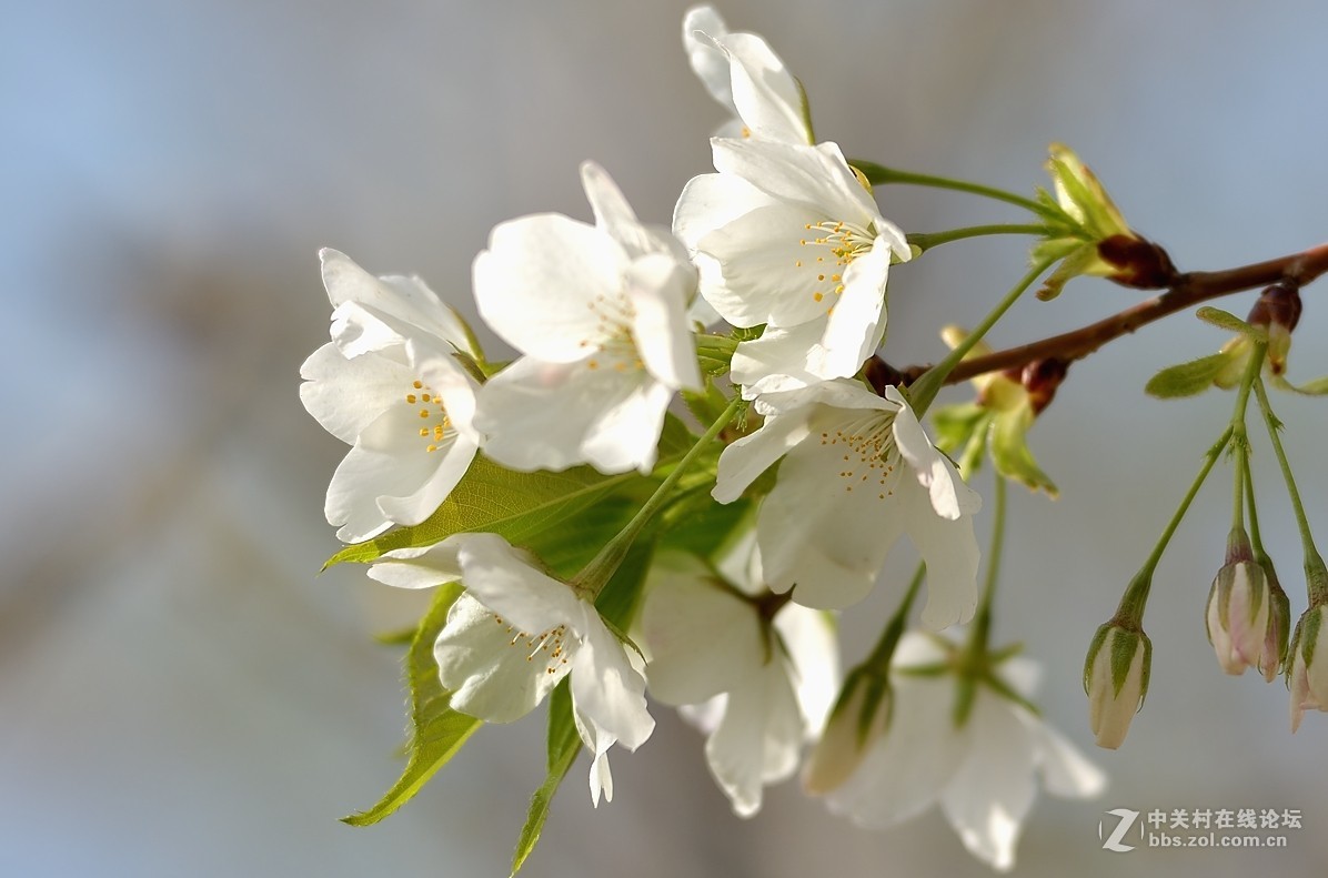 白樱花