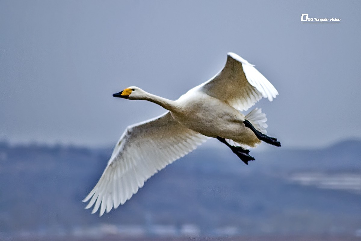 歇歇脚的天鹅17