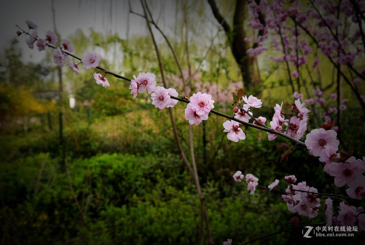 发几张今天拍的pp