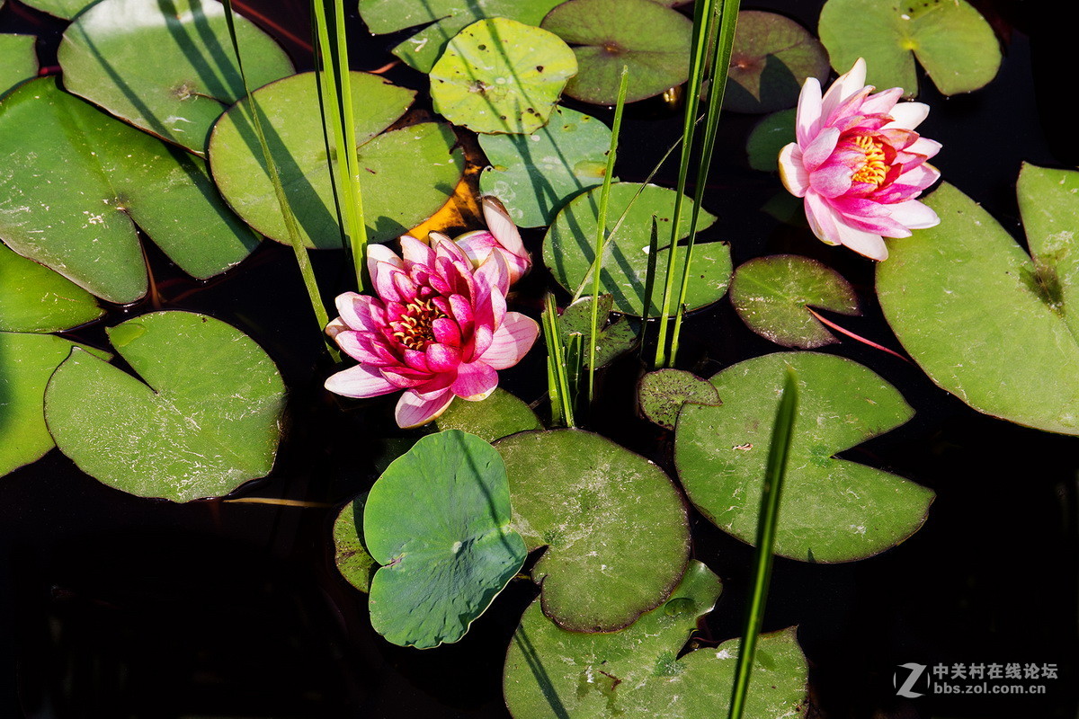 小池塘里的几片  睡莲