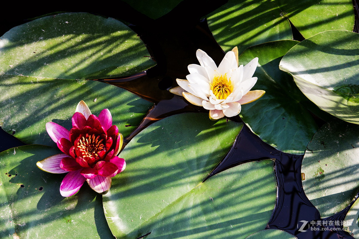 小池塘里的几片  睡莲