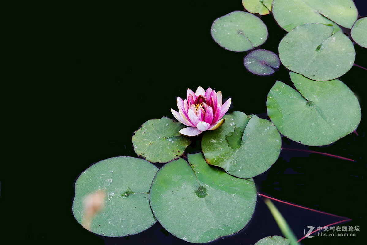 小池塘里的几片  睡莲