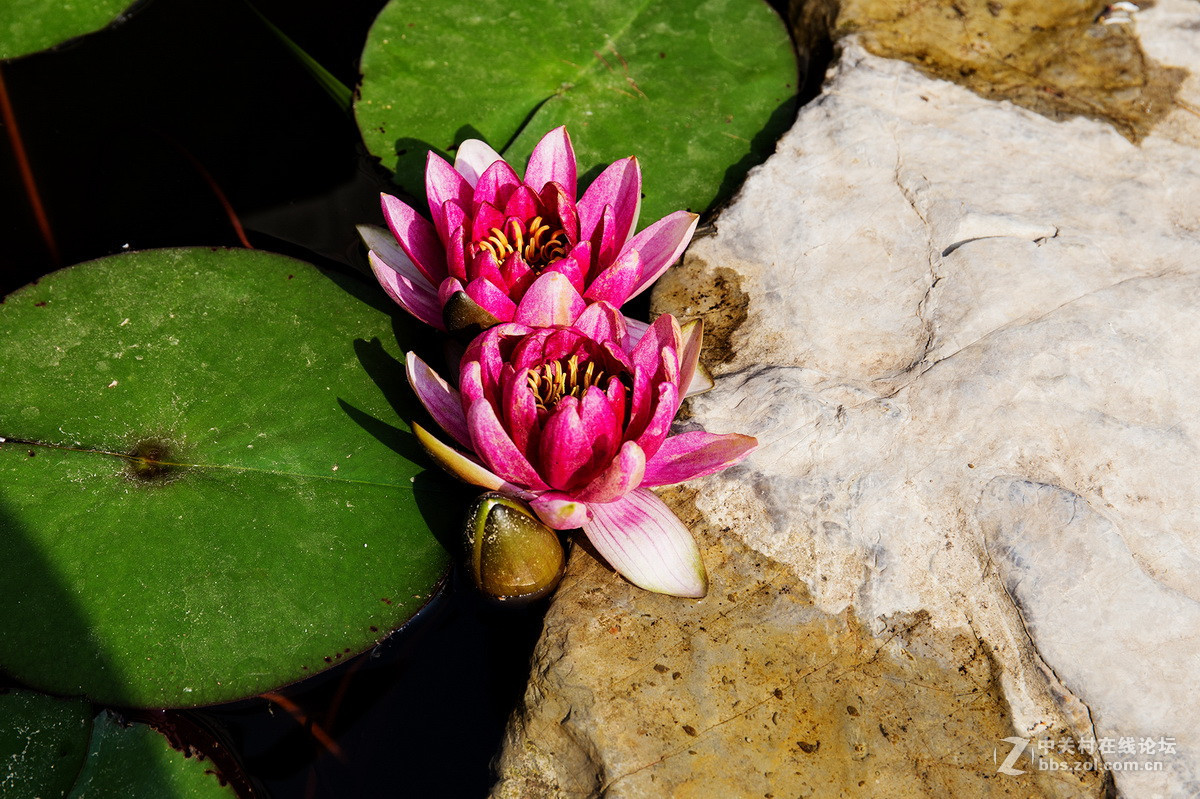 小池塘里的几片  睡莲