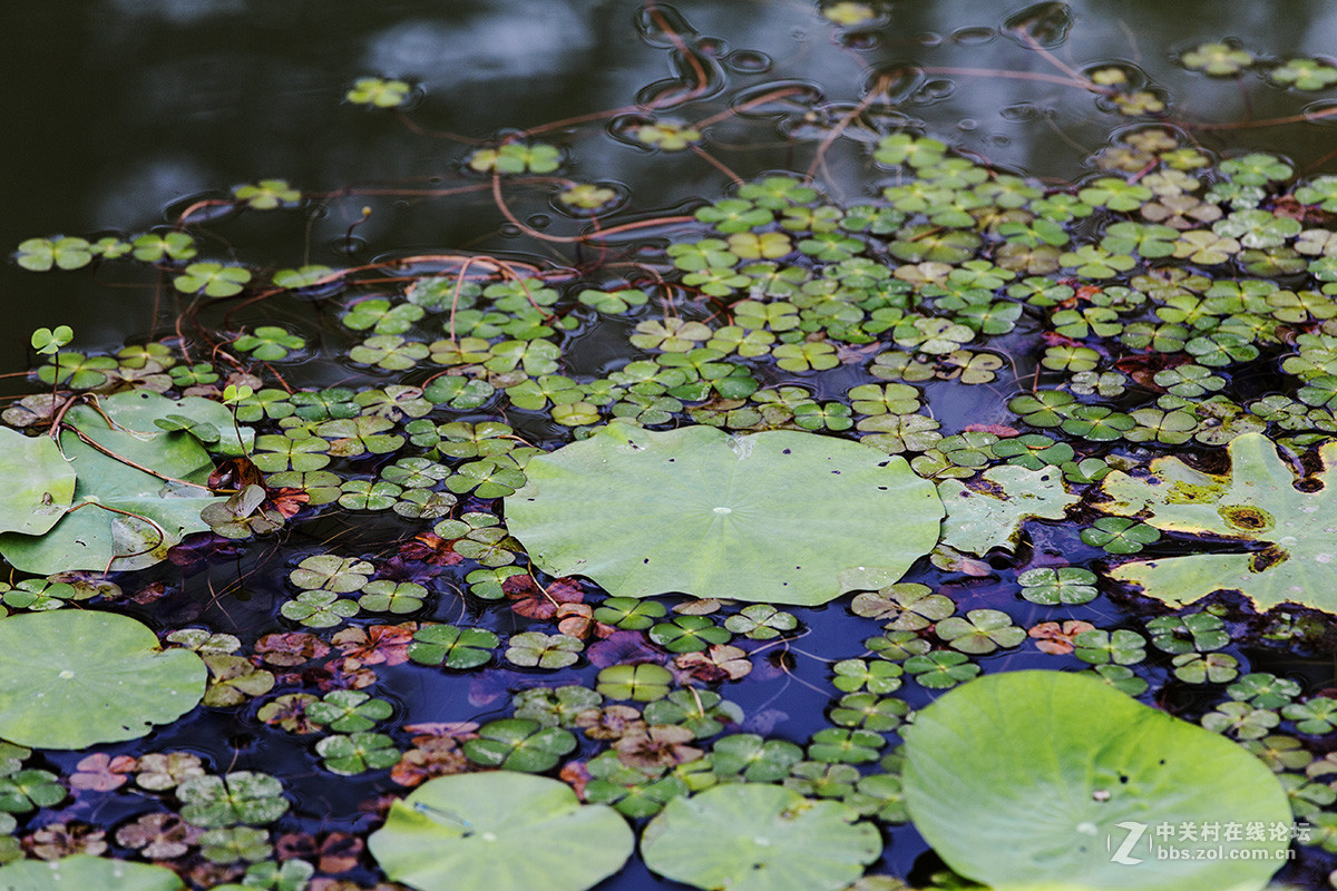 小池塘里的几片  睡莲