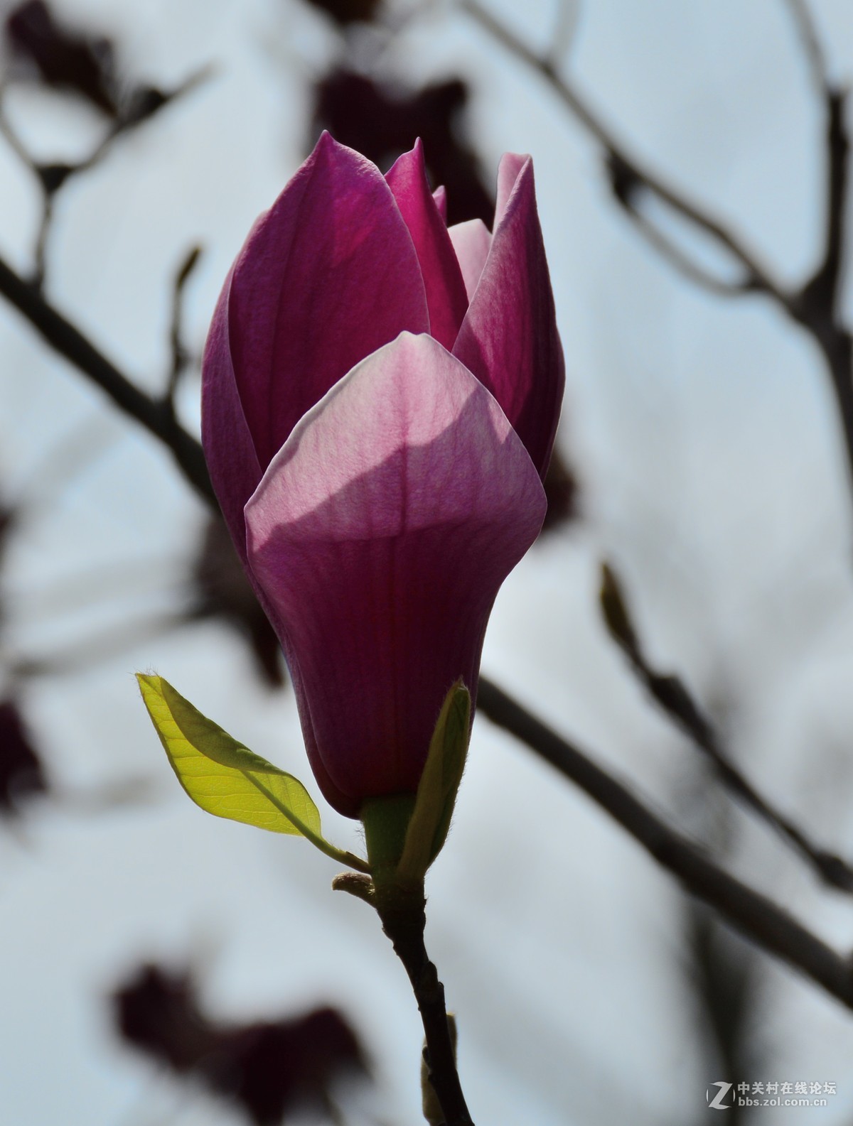 玉兰与牡丹争艳