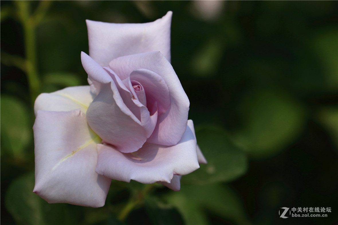 月季花5.