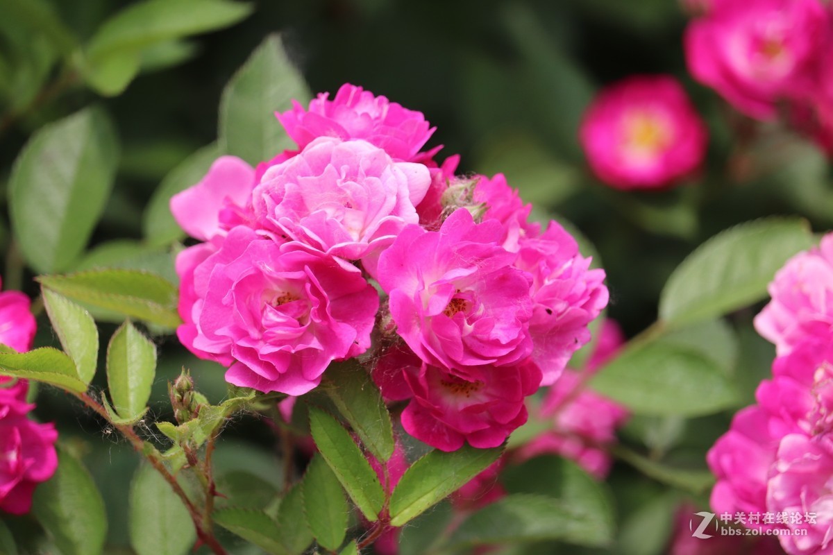 月季花七姊妹