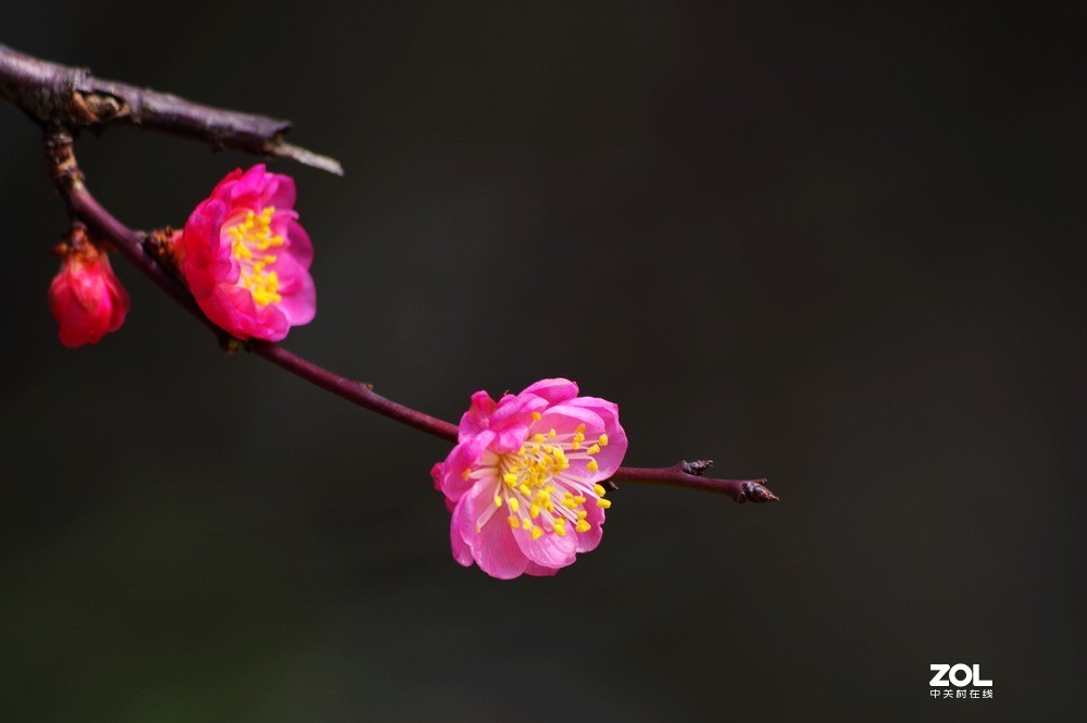 梅花小拍