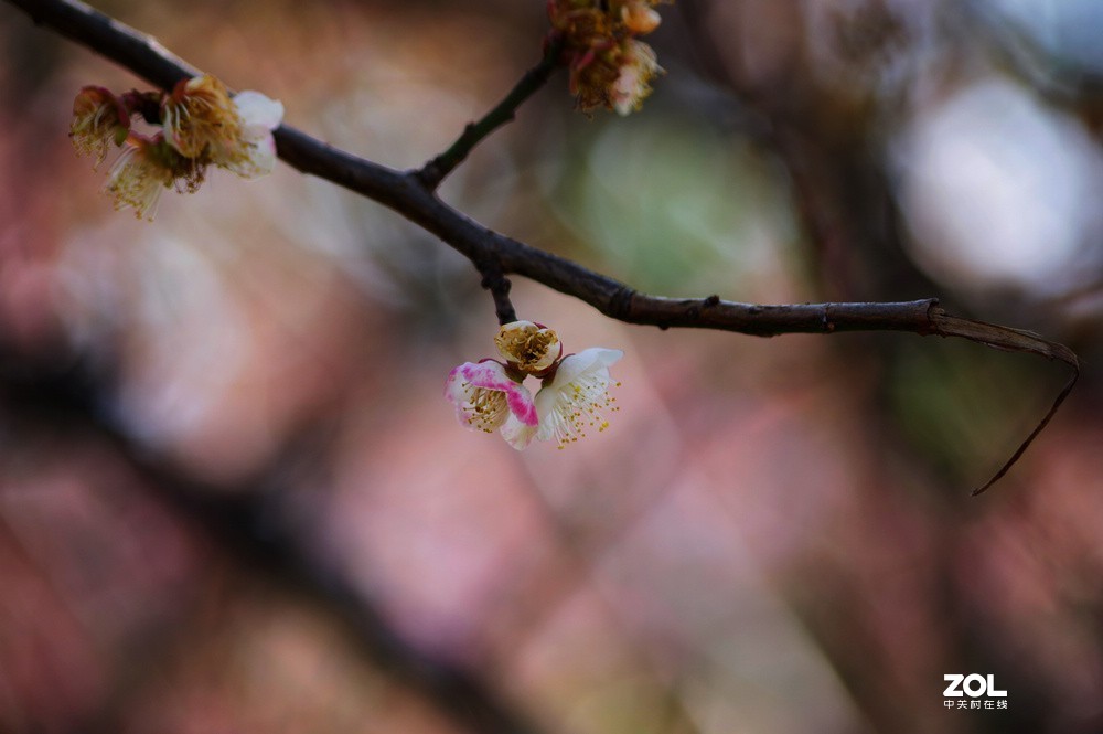 梅花小拍