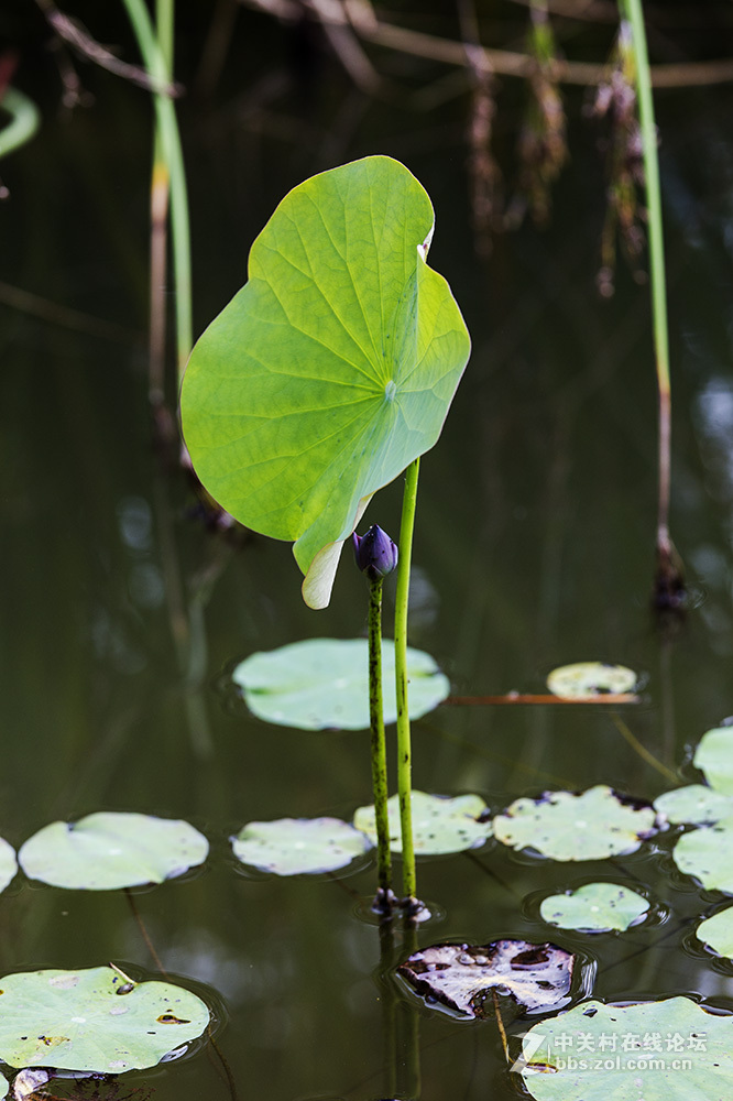 小池塘里的几片  睡莲