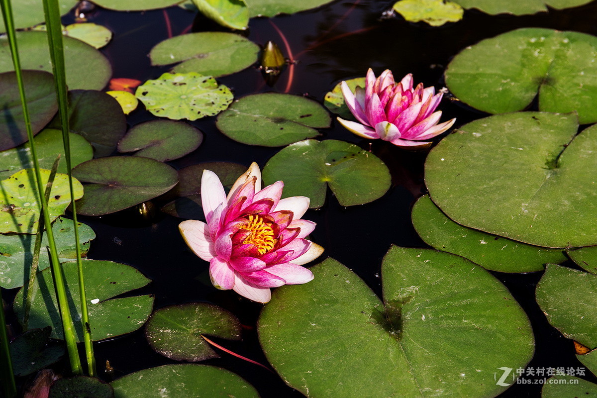 小池塘里的几片  睡莲