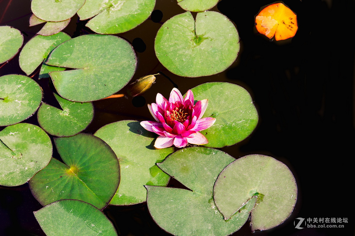小池塘里的几片  睡莲