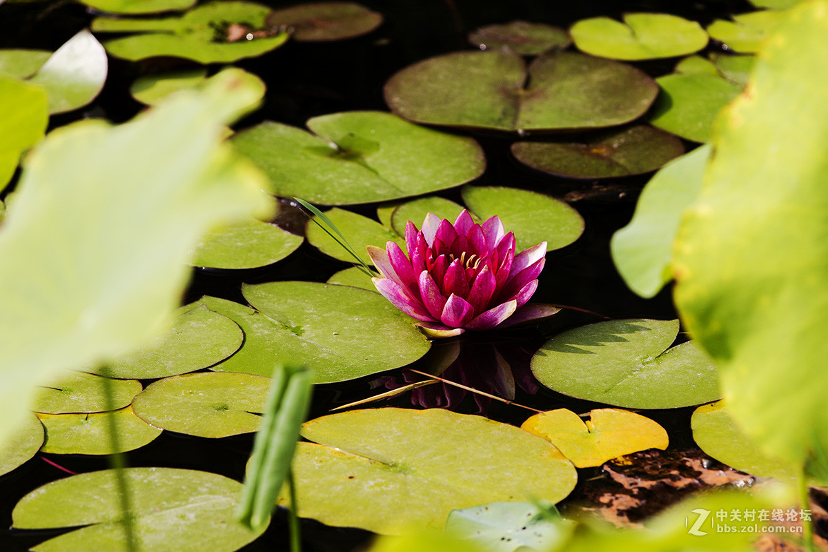 小池塘里的几片  睡莲