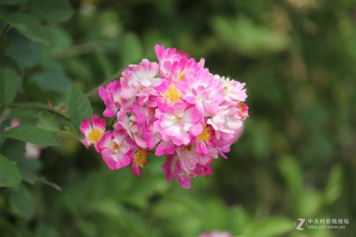 月季花七姊妹