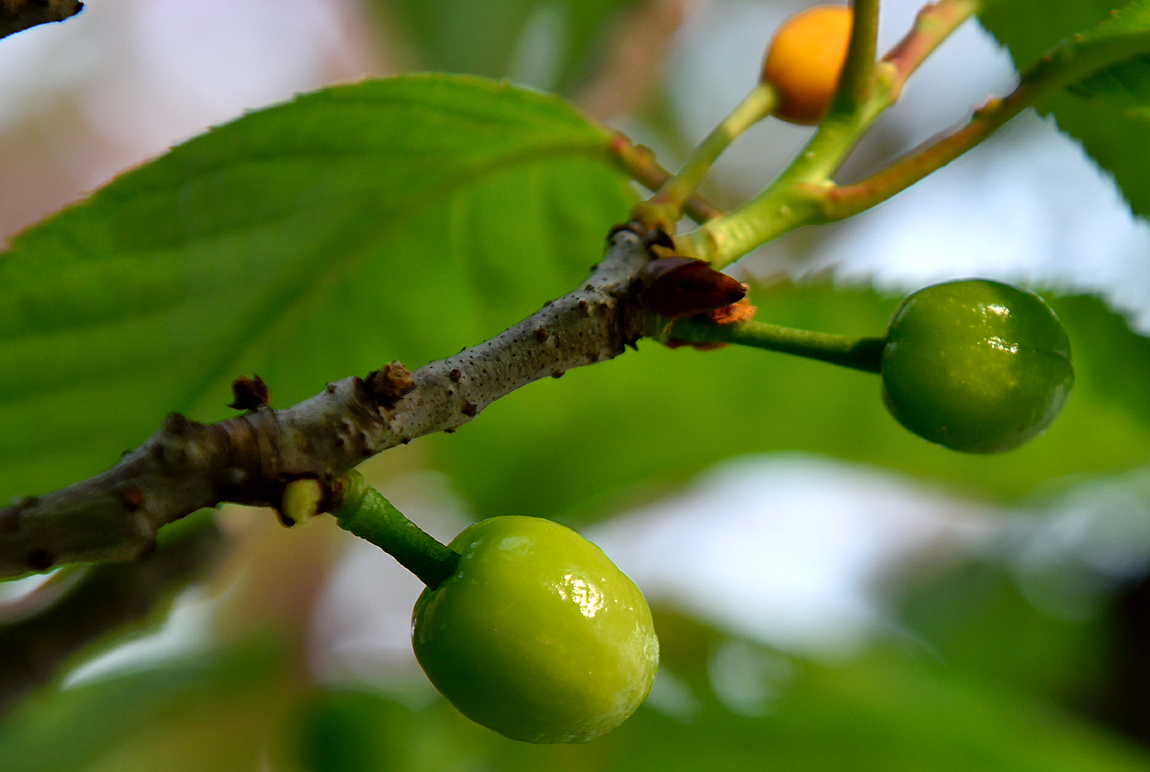 青樱桃