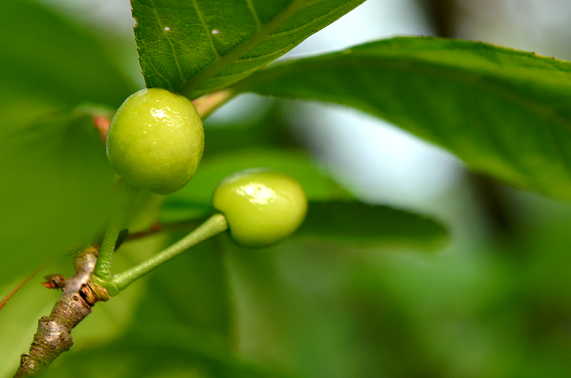 青樱桃