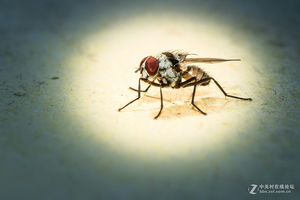 #尼康微距作品赏析#【微距小品】 （老阿推荐）