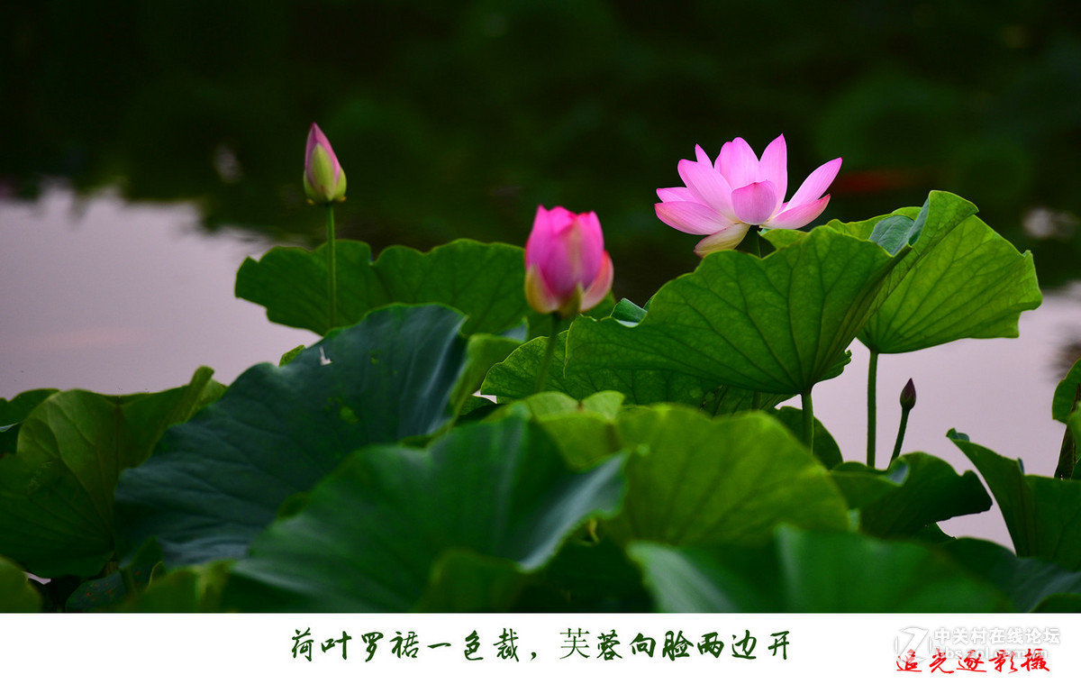 一组夏荷请指正！